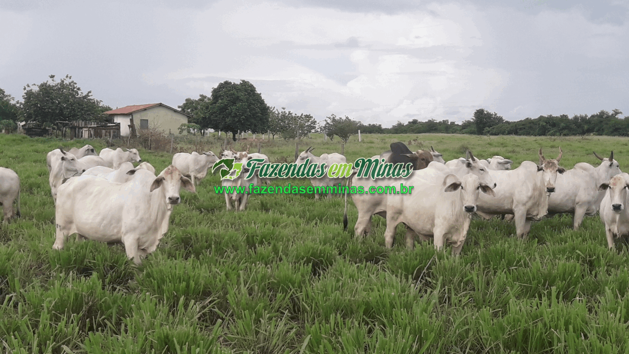 Cód.600         R$65.000.000,00