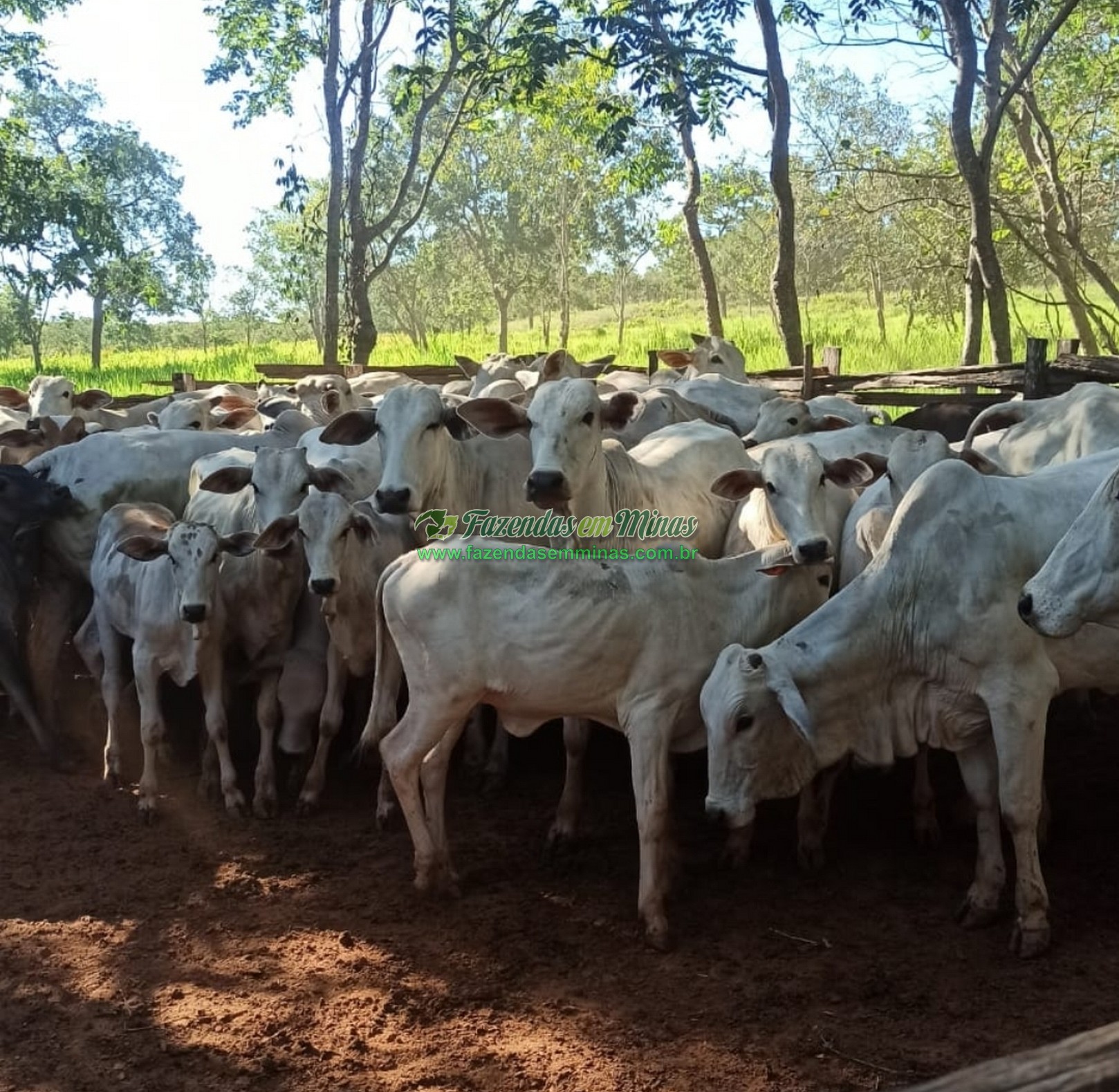 Cód.520          R$ 7.200.000,00