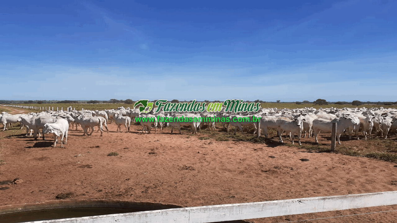 Cód.600         R$65.000.000,00