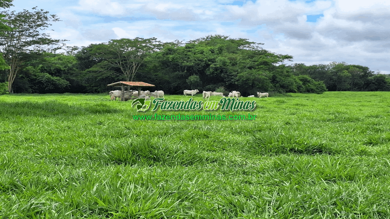 Cód.518       R$ 8.500.000,00