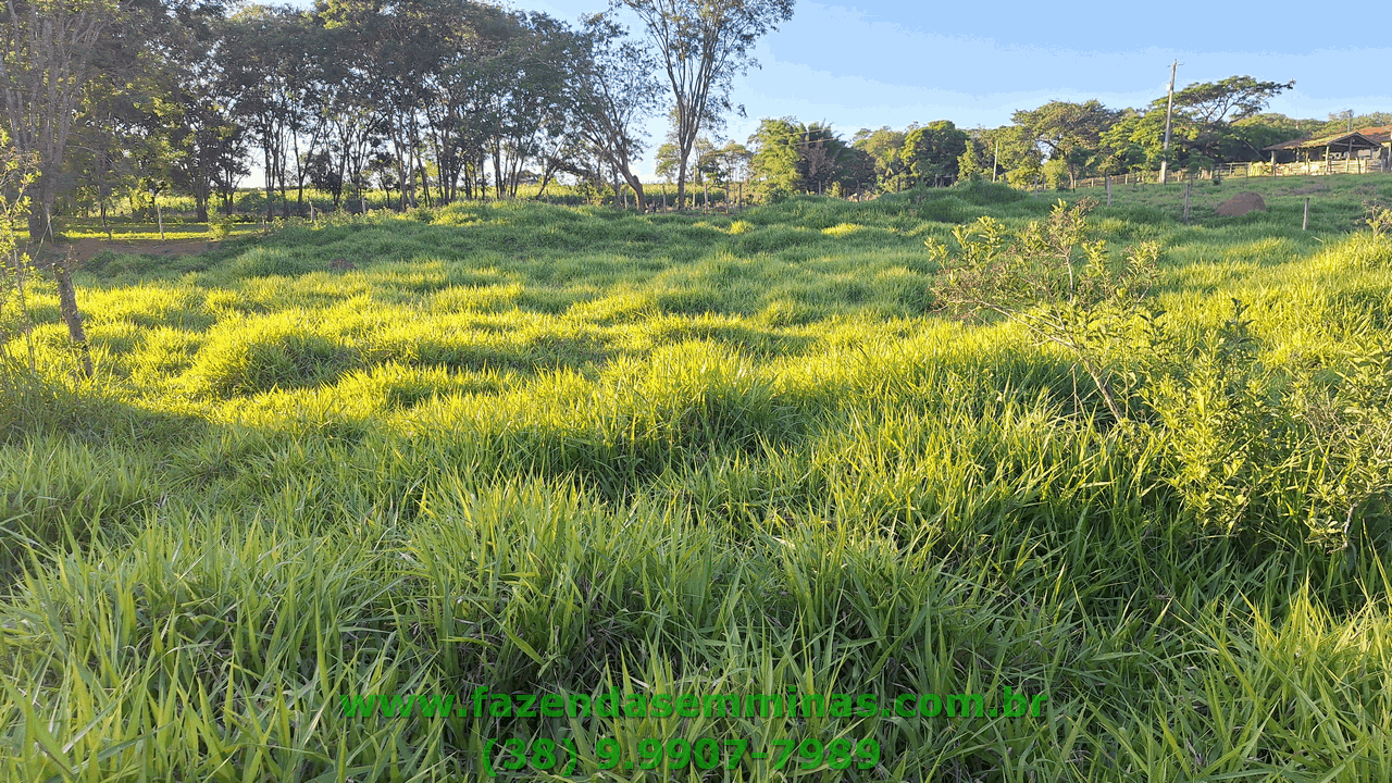 Sítio 4 hectares     R$ 600.000,00