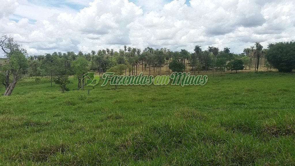 Fazenda município coração de Jesus para pecuária de leite e corte.