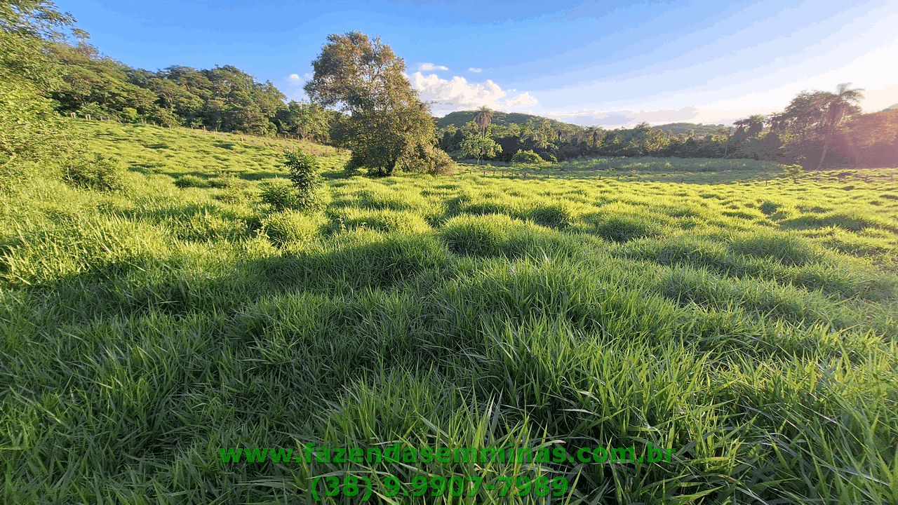 Sítio 4 hectares     R$ 600.000,00