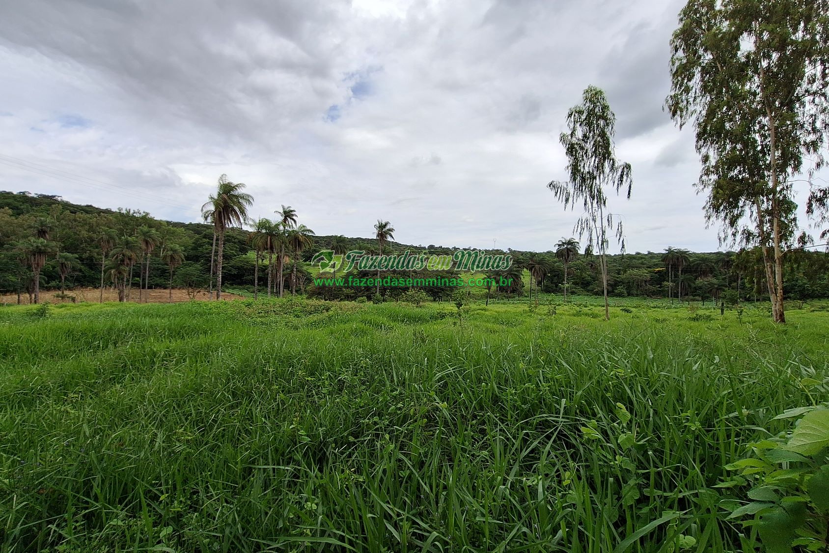 Cód.436               R$ 8.000.000,00
