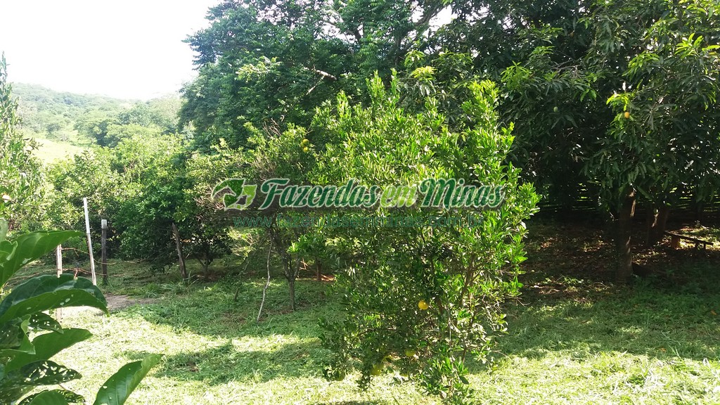 Fazenda  Cód.444  162 Ha  R$ 1.350.000