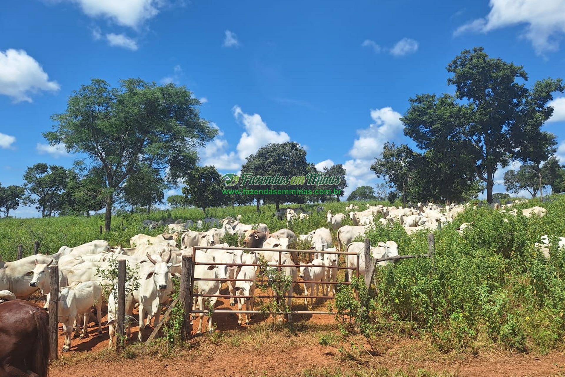 Cód.533      R$ 4.600.000,00