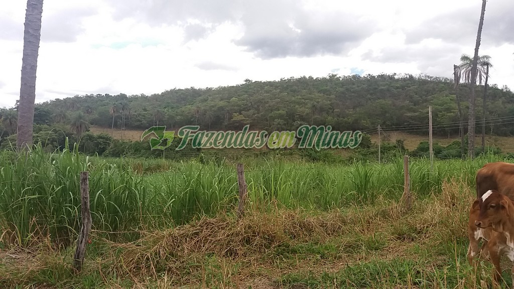 Fazenda município coração de Jesus para pecuária de leite e corte.