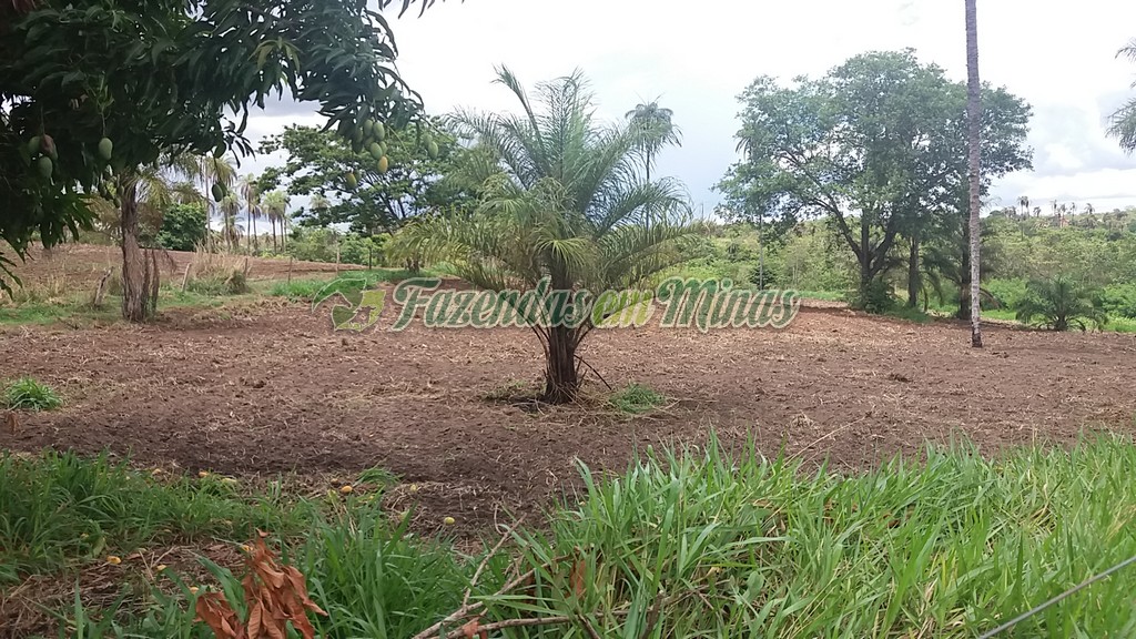 Fazenda município coração de Jesus para pecuária de leite e corte.