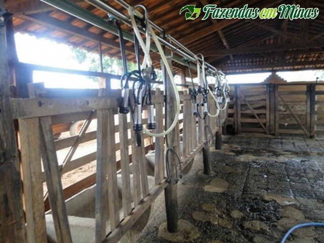 Fazenda para pecuária de leite, corte e reflorestamento.