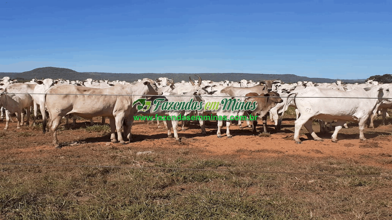 Cód.600         R$65.000.000,00