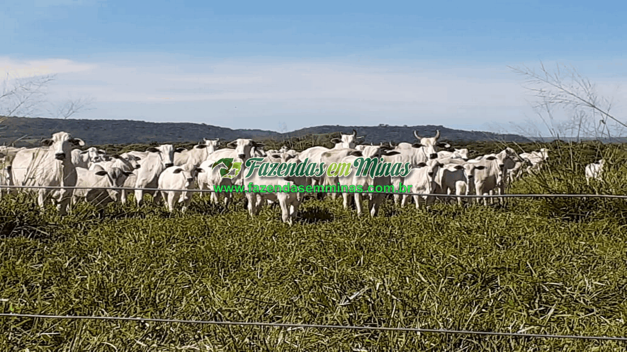 Cód.600         R$65.000.000,00