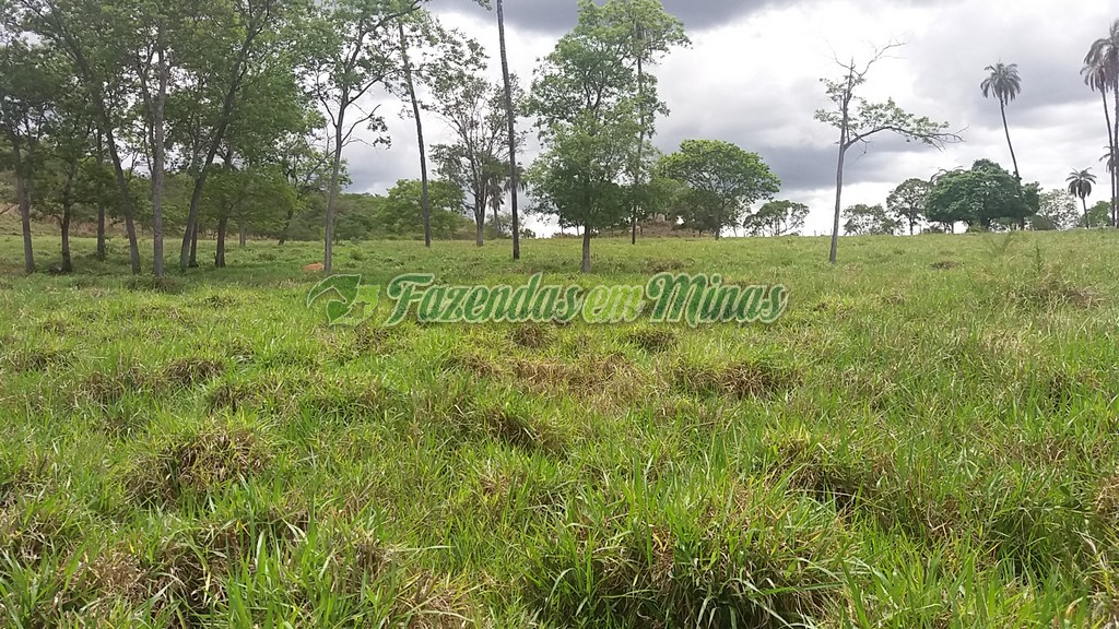 Fazenda município coração de Jesus para pecuária de leite e corte.