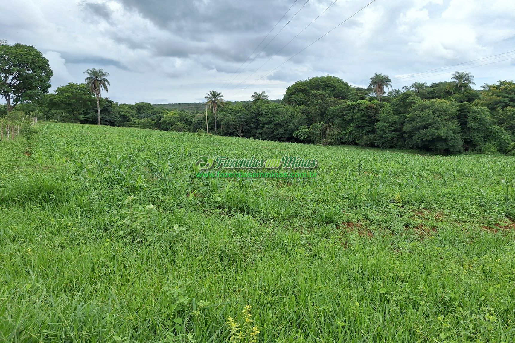 Cód.436               R$ 8.000.000,00