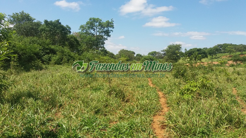 Fazenda  Cód.444  162 Ha  R$ 1.350.000