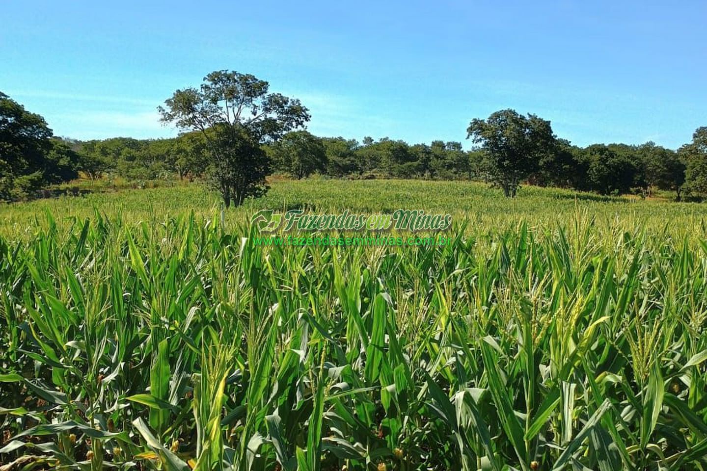 Cód.529         R$ 8.500.000,00