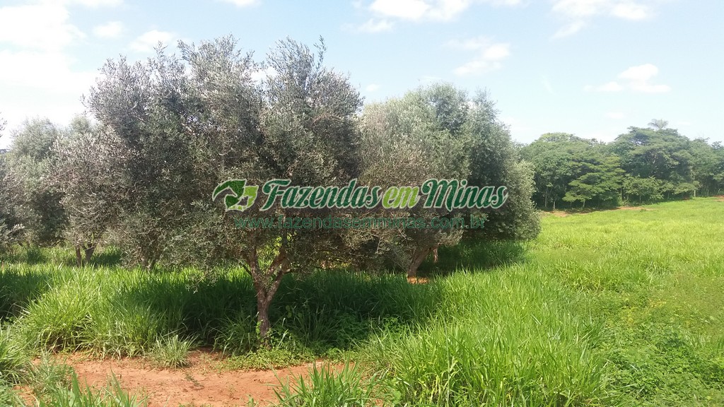 Fazenda  Cód.444  162 Ha  R$ 1.350.000