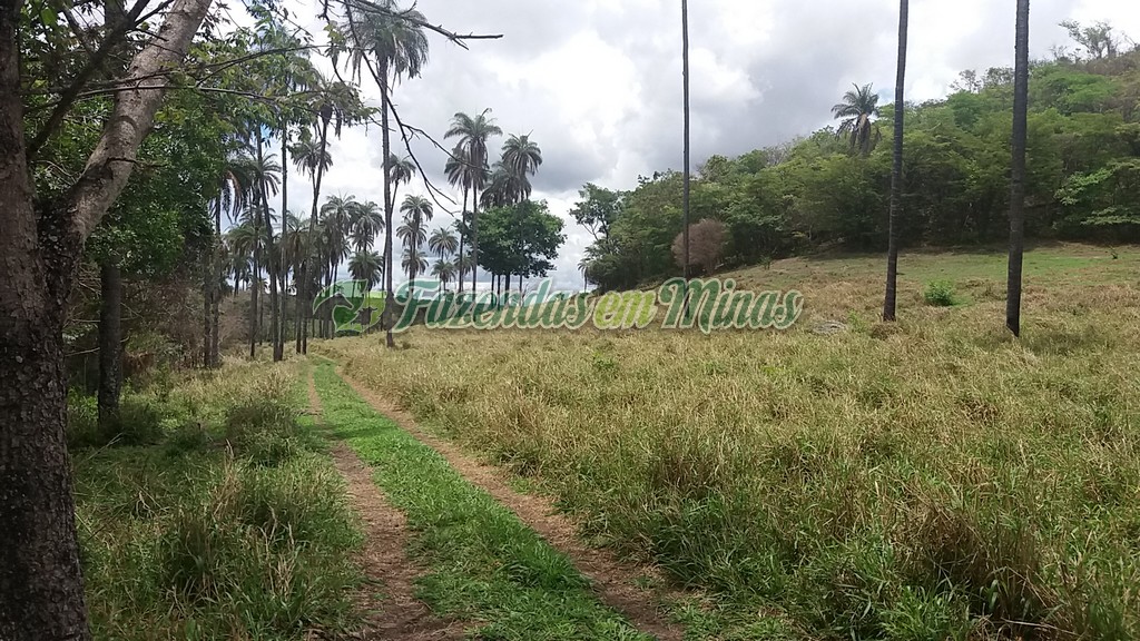 Fazenda município coração de Jesus para pecuária de leite e corte.