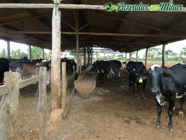 Fazenda para pecuária de leite, corte e reflorestamento.