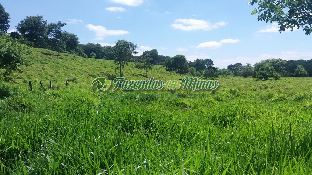 Fazenda  Cód.444  162 Ha  R$ 1.350.000