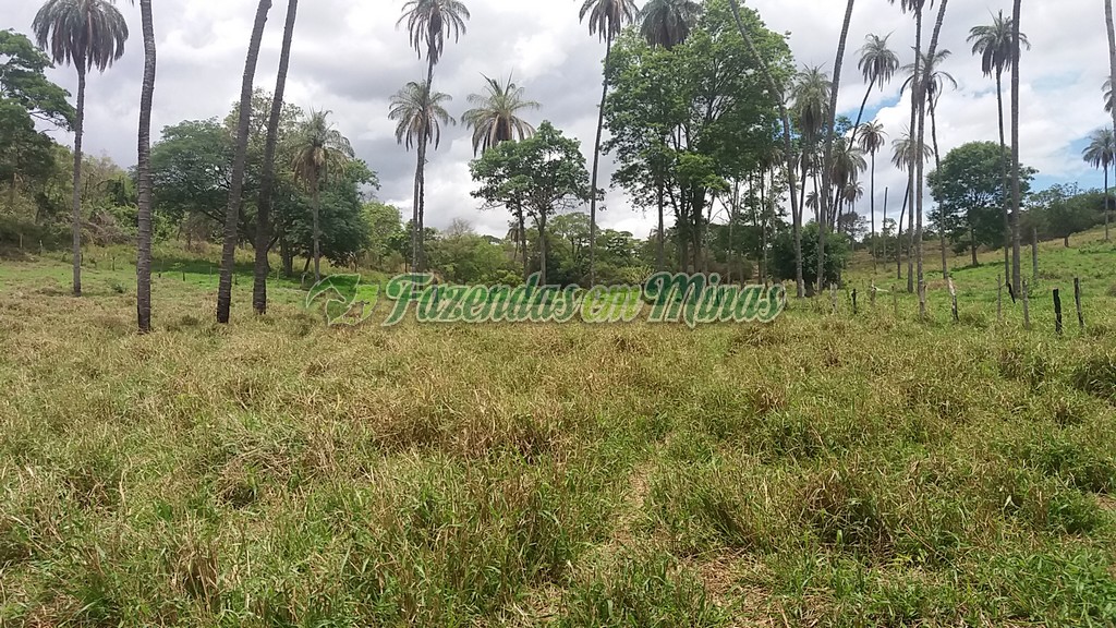 Fazenda município coração de Jesus para pecuária de leite e corte.