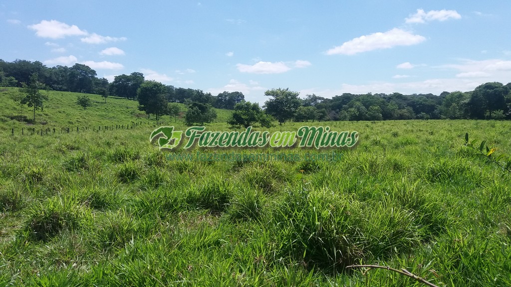 Fazenda  Cód.444  162 Ha  R$ 1.350.000