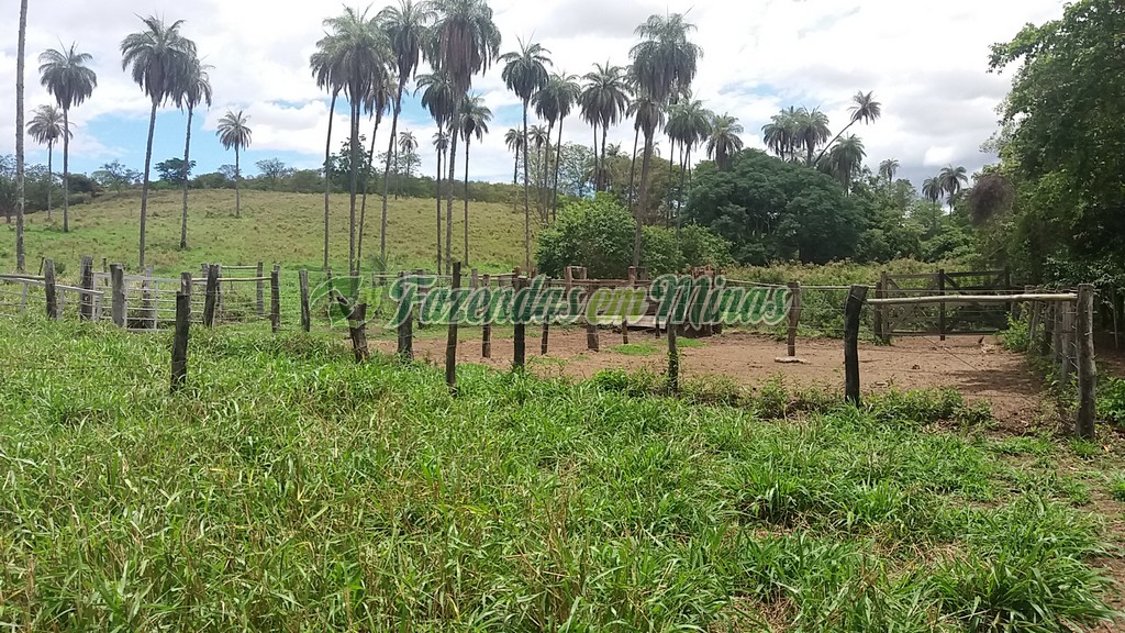Fazenda município coração de Jesus para pecuária de leite e corte.
