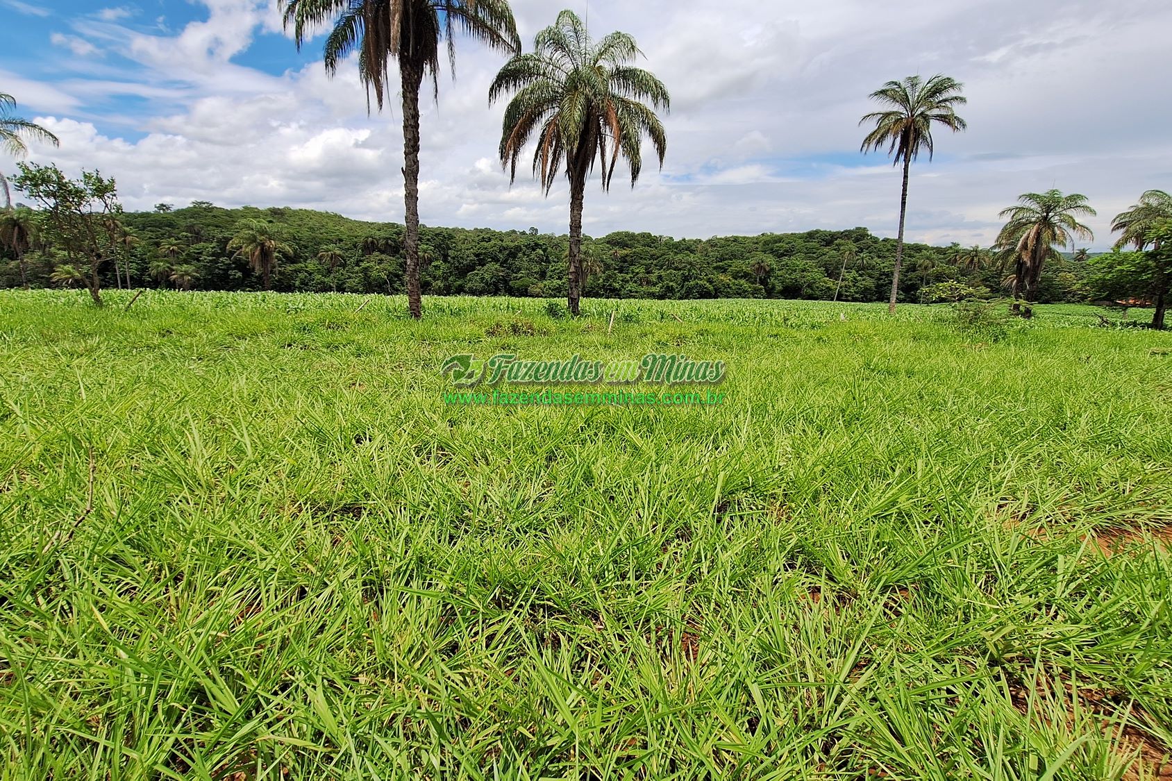 Cód.436               R$ 8.000.000,00