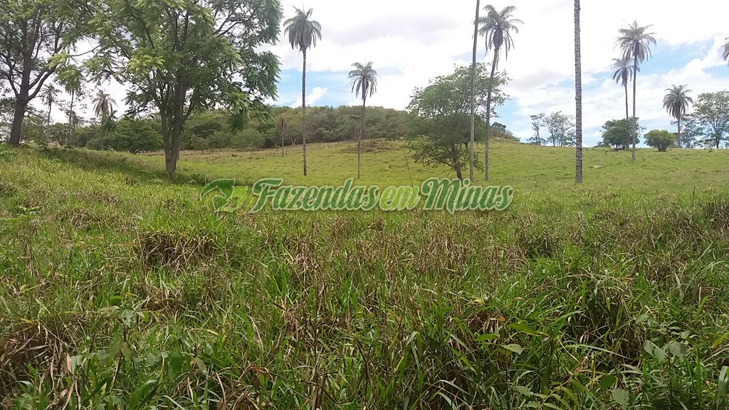 Fazenda município coração de Jesus para pecuária de leite e corte.
