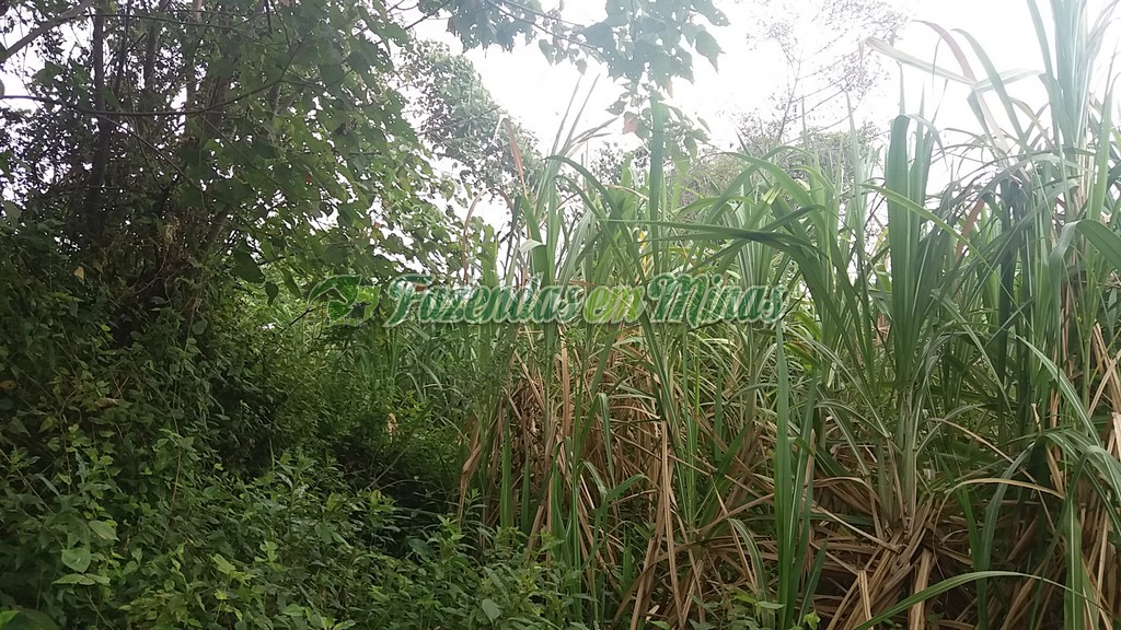 Fazenda município coração de Jesus para pecuária de leite e corte.