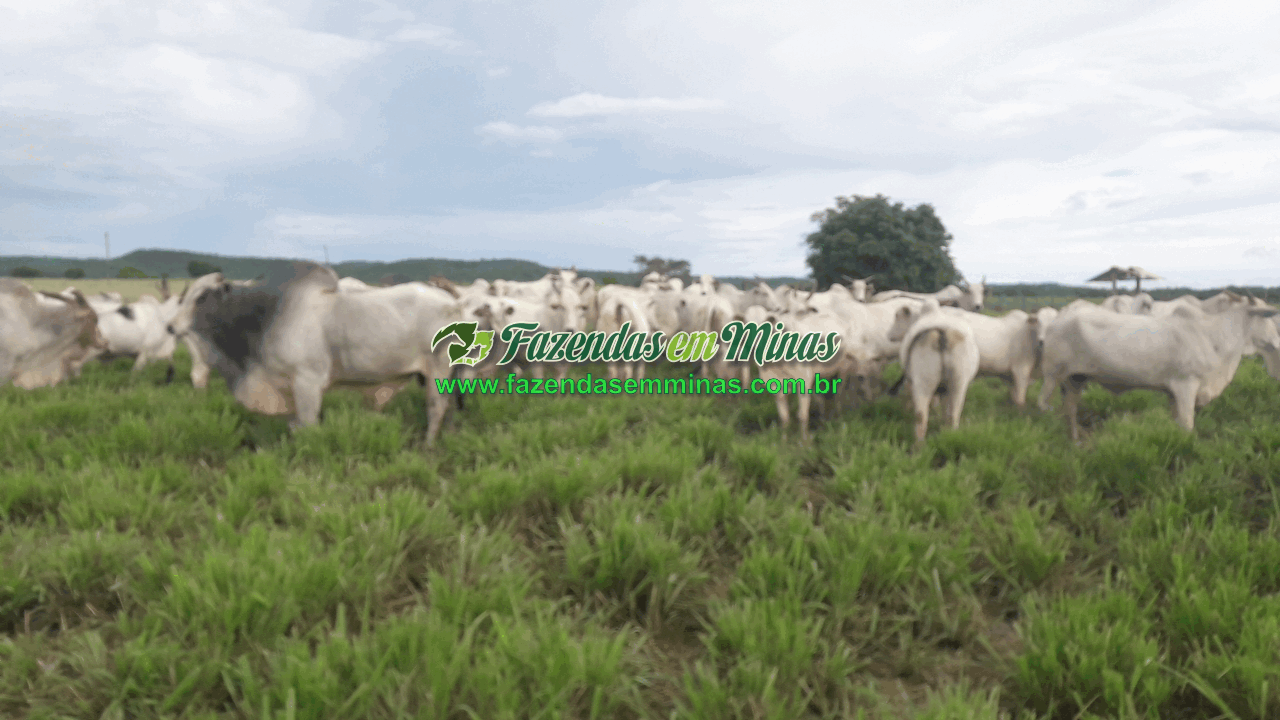 Cód.600         R$65.000.000,00