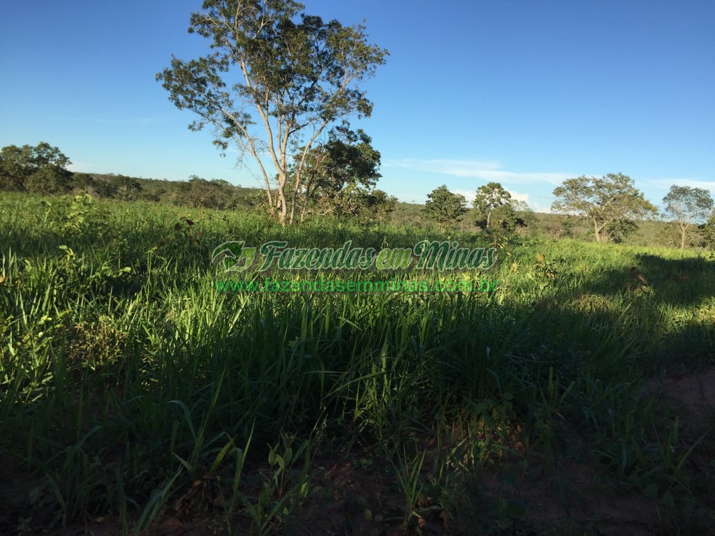 Cód 475 127 Hectares   R$ 800.000,00