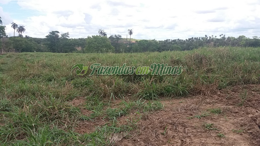 Fazenda município coração de Jesus para pecuária de leite e corte.