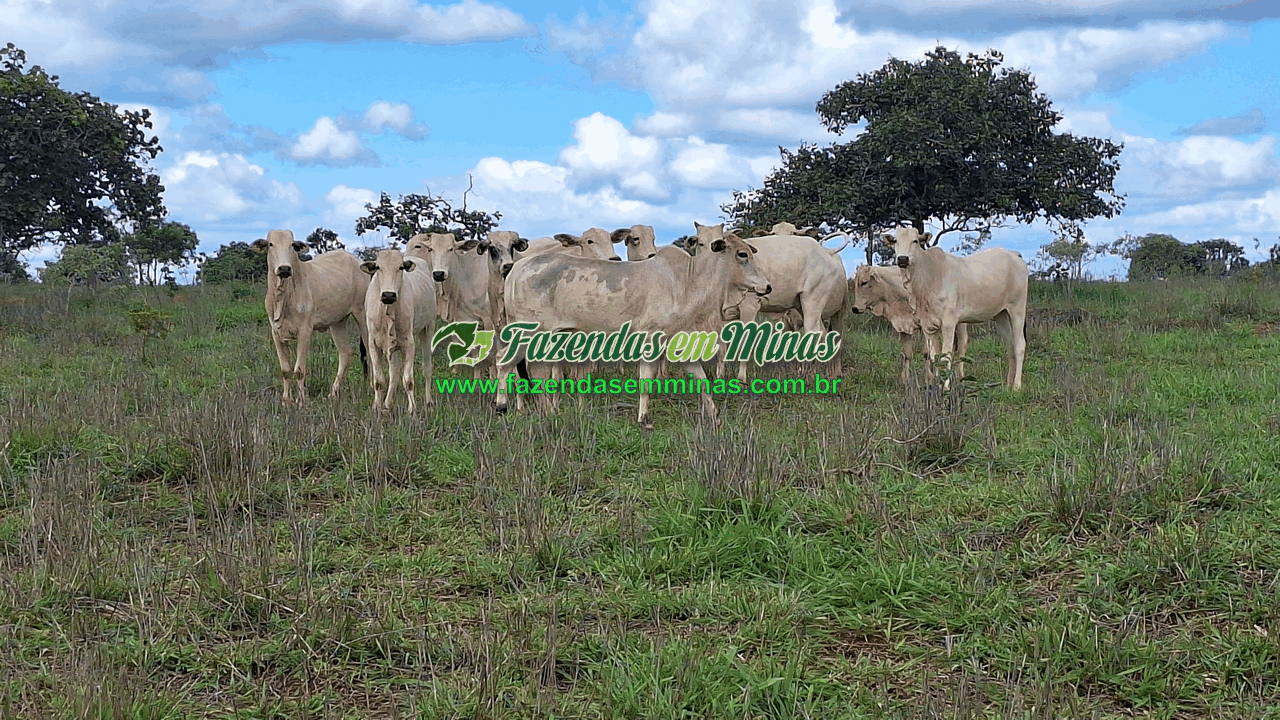 Cód.338         R$ 4.500.000,00