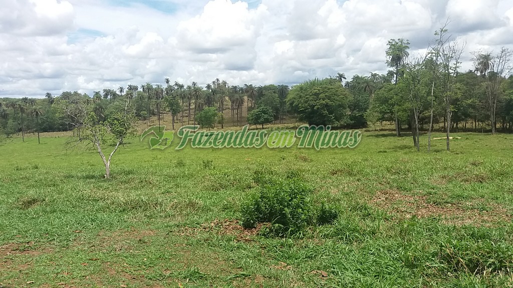 Fazenda município coração de Jesus para pecuária de leite e corte.
